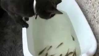 Кот рыбачит в тазу!