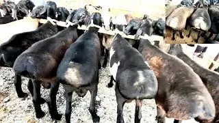 Кокон куй бозори нархлари