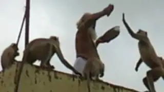 Divya leela vanaron ke sath