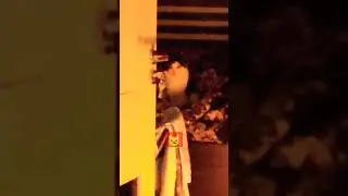 Шайтан кот Гашик