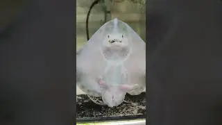 Baby stingray eating