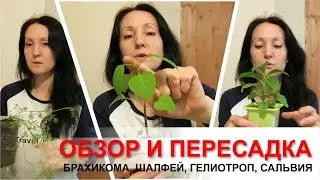 Гелиотроп, брахикома, сальвия, шалфей. Обзор, пересадка, и прищипка.