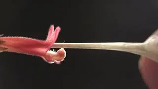 Hypenea macrantha flower blasts a hummingbird beak with pollen