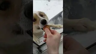 Моя собачка. 😊 #интересное #собака