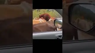 PEDRO THE COW #short #dj #memes #shortsvideo #shorts #housemusic #techhouse #viral #viralvideo  #fyp