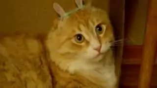 Люблю резинки