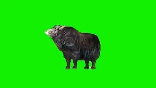 याक (Yak) Green Screen video || Former Green Screen video