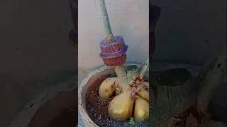 Air Layering Technique On Adenium | desert rose plant #propagation #rose #adenium #shorts
