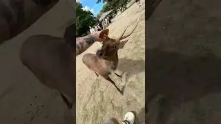 Повезло, что не воткнулся рогами в Варю, а Марине не повезло подробности в ТГ у Марины: Marinelloff