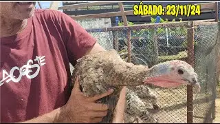 FEIRA DE CAPRINOS, BOVINOS, AVES, OVINOS, SUÍNOS EM ABREU E LIMA-PE- SÁBADO: 23/11/24
