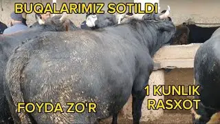 JAYDARI BUQALARNI SOTDIK
