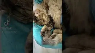Две кошки и один кот # Лёпкин сончас ! #Кошки#