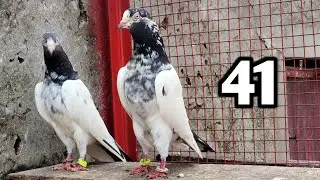 41 Number Teddy Pair | Rawalpindi