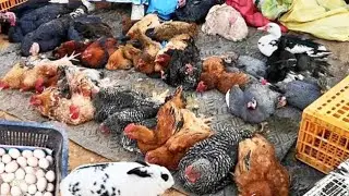 The prices of my chickens and eggs, Tuesday market, Sidi Yahya Zaer, 10/8/2024, with prices 🐓🐔🦃