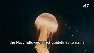Why the Smithsonian Made Up Fish Names During WWII