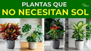 7 SHADE PLANTS THAT LIVE WITHOUT SUN 🪴 AND DON'T REQUIRE MUCH CARE | Perfect for indoors