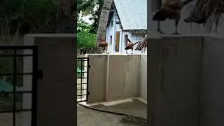Chicken Flying - Escape