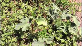 Teil 1 Gartenrundgang 07/2015