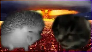 hedgehog sneezed with a kitten
