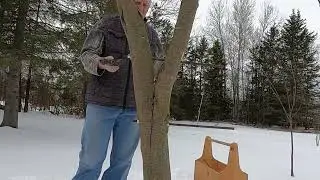 How to Cable a Tree to Prevent it From Breaking