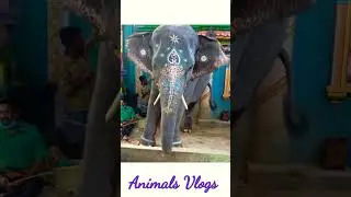 Elephant Vlog 