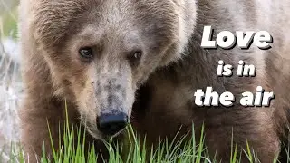Katmai Bears | Part 1 | 