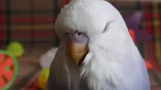 Дитятки Павлуши и Джоди