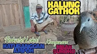 Kalung GATHOK Ampoh 😱 Perkutut Klangenane Mbah Suroko