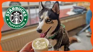 Aegon si zašel na puppuccino
