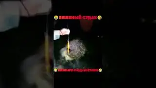 БЕШЕНЫЙ СУДАК КЛЮНУЛ ПОД НОГАМИ  #рыбалка #fishing #bigfish