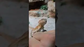 il mio dinosauro ordinato su wish.