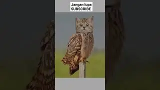 Tebak hewan 😂🤣