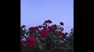 mxmtoon, ft carly rae jepsen - ok on your own (slowed)