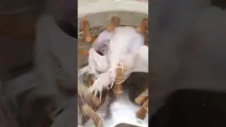 перосъемная машинка в деле