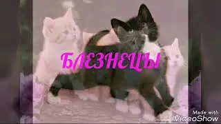 Гороскоп какой ты котик