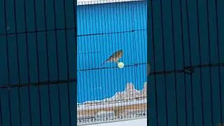 канарейки- наблюдения важны