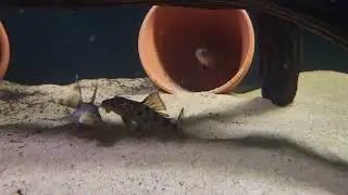 L075 Para pleco