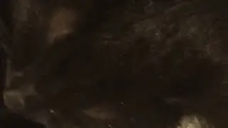 пела про Бишу под песню симбочки! 😺