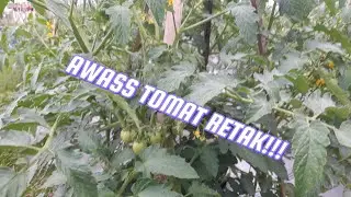 Cara pencegahan buah tomat agar tidak retak