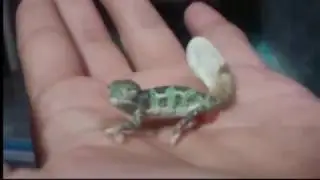 Yeni doğan bukelemun renk değiştiriyor
