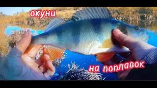 ловля ОКУНЯ в середине октября на поплавок