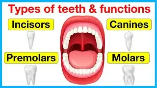 Types of teeth 🦷 | Learn about incisors, canines, premolars & molars | Test your knowledge with quiz