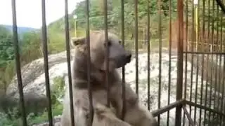Стеснительный медведь . КЛАСС!