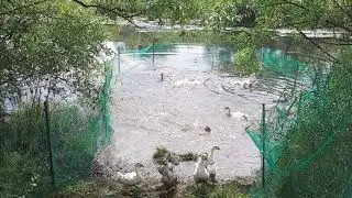 как и когда гуси начинают плавать, купаться и нырять, как дельфины