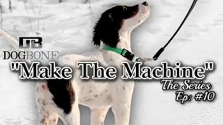 English Setter Training Heel Work: 
