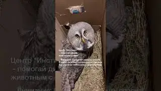 К нам поступила бородатая неясыть с переломом крыла и чмт. Начато лечение совы.