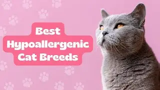Top 10 Best Hypoallergenic Cat Breeds