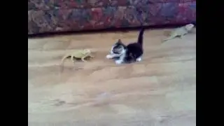 Котёнок в ужасе!
