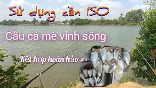 Câu cá mè vinh, mè dãnh quá dễ với cần iso.