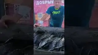 Уловы гостей